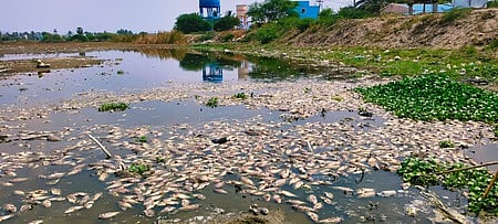 தருமபுரி பிடமனேரி ஏரியில் இறந்து மிதந்த மீன்கள்.
