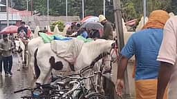 கொடைக்கானலில் குதிரை சவாரிக்கு புதிய கட்டுப்பாடுகள் அறிவிப்பு