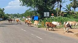 சாலைகளில் திரியும் கால்நடைகளால் விபத்துகள் அதிகரிப்பு: பொதுமக்கள் குற்றச்சாட்டு