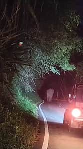 கொடைக்கானல் வாழைகிரி பகுதியில் நடமாடிய காட்டு யானை வனப் பகுதியில் விரட்டியடிப்பு