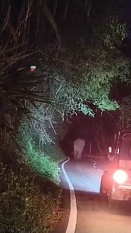 கொடைக்கானல் வாழைகிரி பகுதியில் நடமாடிய காட்டு யானை வனப் பகுதியில் விரட்டியடிப்பு