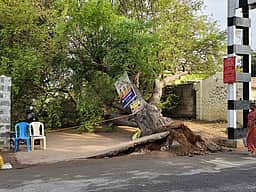 நூற்றாண்டு பழைமையான புளியமரம் வேரோடு சாய்ந்தது