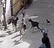 கோவில்பட்டியில் தெருநாய்கள் கடித்து 4 வயது சிறுமி காயம்