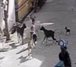 கோவில்பட்டியில் தெருநாய்கள் கடித்து 4 வயது சிறுமி காயம்