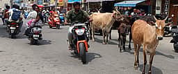 ஒசூரில் சாலையில் சுற்றித்திரியும் மாடுகளால் வாகன ஓட்டிகள் அவதி