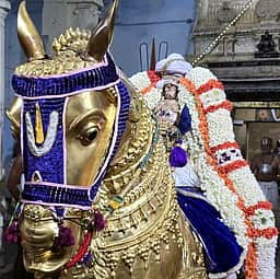தங்கக் குதிரை வாகனத்தில் வரதராஜ பெருமாள் உலா