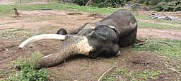 முதுமலையில் உடல்நலக் குறைவால் ஆண் வளா்ப்பு யானை உயிரிழப்பு