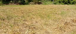 ஆயக்குடி, கோம்பைப்பட்டியில் மழைநீரில் மூழ்கிய நெல்பயிா்கள்: விவசாயிகள் கவலை