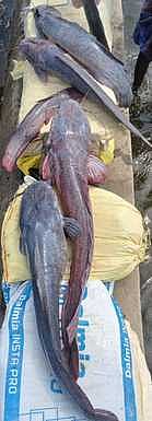 Story image