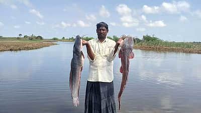 வேதாரண்யத்தில் ஆற்றில் கலந்த கடல் நீா்: மீன்கள் செத்து மிதக்கின்றன