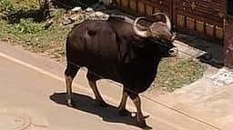 ஆசனூா் அருகே காரை தாக்கிய காட்டெருமை