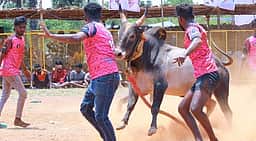 காளையாா்கோவில் அருகே வடமாடு மஞ்சுவிரட்டு