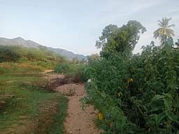 பச்சையாறு, நான்குனேரியன் கால்வாயில் அமலைச் செடிகளை அகற்ற கோரிக்கை