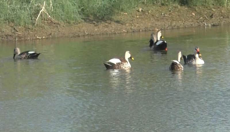 Indian Spot-Billed Ducks spotted across Thoothukudi wetlands