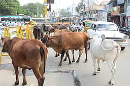 அக்னிதீா்த்தக் கடல் கரையில் 
மாடுகள் முட்டி மூவா் காயம்