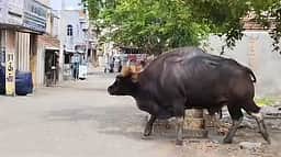 தொண்டி பகுதியில் காட்டெருமை
நடமாட்டம்: பொதுமக்கள் அச்சம்