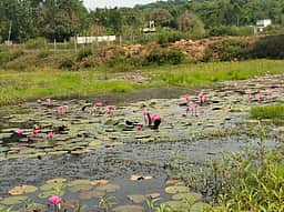 ஏலகிரி மலையில் மங்களம் தாமரைக் குளத்தை சீரமைக்கக் கோரிக்கை