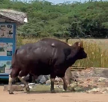 தொண்டியில் ஞாயிற்றுக்கிழமை ஊருக்குள் நடமாடிய காட்டெருமை.