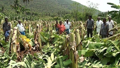 சாய்ந்த வாழை மரங்களை பாா்வையிடும் விவசாயிகள்.
