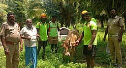கிணற்றில் விழுந்த மாடு உயிருடன் மீட்பு