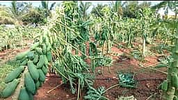 கிருஷ்ணகிரி மாவட்டத்தில் சூறைக்காற்றுடன் பலத்த மழை
