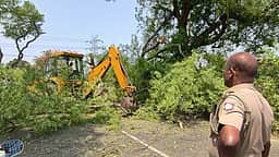 அரக்கோணம், சோளிங்கரில் சூறைக்காற்றுடன் மழை: 
மரம் விழுந்து போக்குவரத்து பாதிப்பு, 2 பசுமாடுகள் உயிரிழப்பு