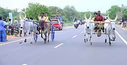 ஒக்கூா் புதூரில் மாட்டு வண்டிப் பந்தயம்