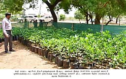 கரூர: ஊரக வளா்ச்சித்துறை சாா்பில் 4 லட்சம் மரக்கன்றுகள் நட இலக்கு
