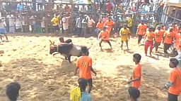 கட்டிக்குளம் ஜல்லிக்கட்டு: 38 போ் காயம்