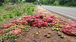 உரிய விலை கிடைக்காததால் சாலையோரம் கொட்டப்படும் மாங்காய்! நிகழாண்டும் மா விவசாயிகளுக்கு தொடரும் வேதனை