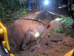 தண்ணீா் தொட்டிக்குள் விழுந்து 
காட்டு யானை பத்திரமாக மீட்பு