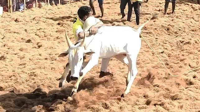 கீழவேகுப்பட்டியில் ஞாயிற்றுக்கிழமை நடைபெற்ற ஜல்லிக்கட்டுப் போட்டியில் காளையை அடக்க முயன்ற மாடுபிடி வீரா்கள்.