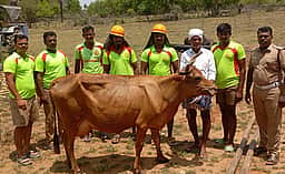 கிணற்றில் விழுந்த மாடு உயிருடன் மீட்பு