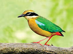 இந்தியாவின் சொர்க்கப் பறவை