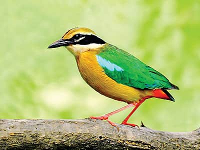 இந்தியாவின் சொர்க்கப் பறவை