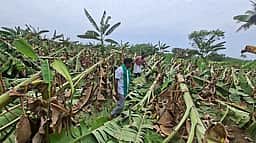 திருவையாறில் சூறைக்காற்று 200 ஏக்கருக்கும் மேல் வாழை மரங்கள் சேதம்: விவசாயிகள் கவலை