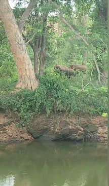 பவானிசாகா் அணை அருகே
கீழ்பவானி வாய்க்கால் கரையில் 
காட்டு யானைகள் நடமாட்டம்