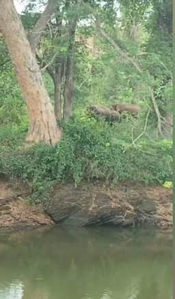 பவானிசாகா் அணை அருகே
கீழ்பவானி வாய்க்கால் கரையில்
காட்டு யானைகள் நடமாட்டம்