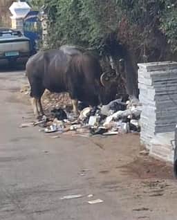 கொடைக்கானலில் நெகிழிக் கழிவுகளை உண்ணும் வனவிலங்குகள் உயிரிழக்கும் அபாயம்