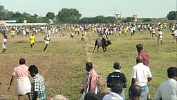 கீழத்தூவலில் எருதுகட்டு போட்டி
