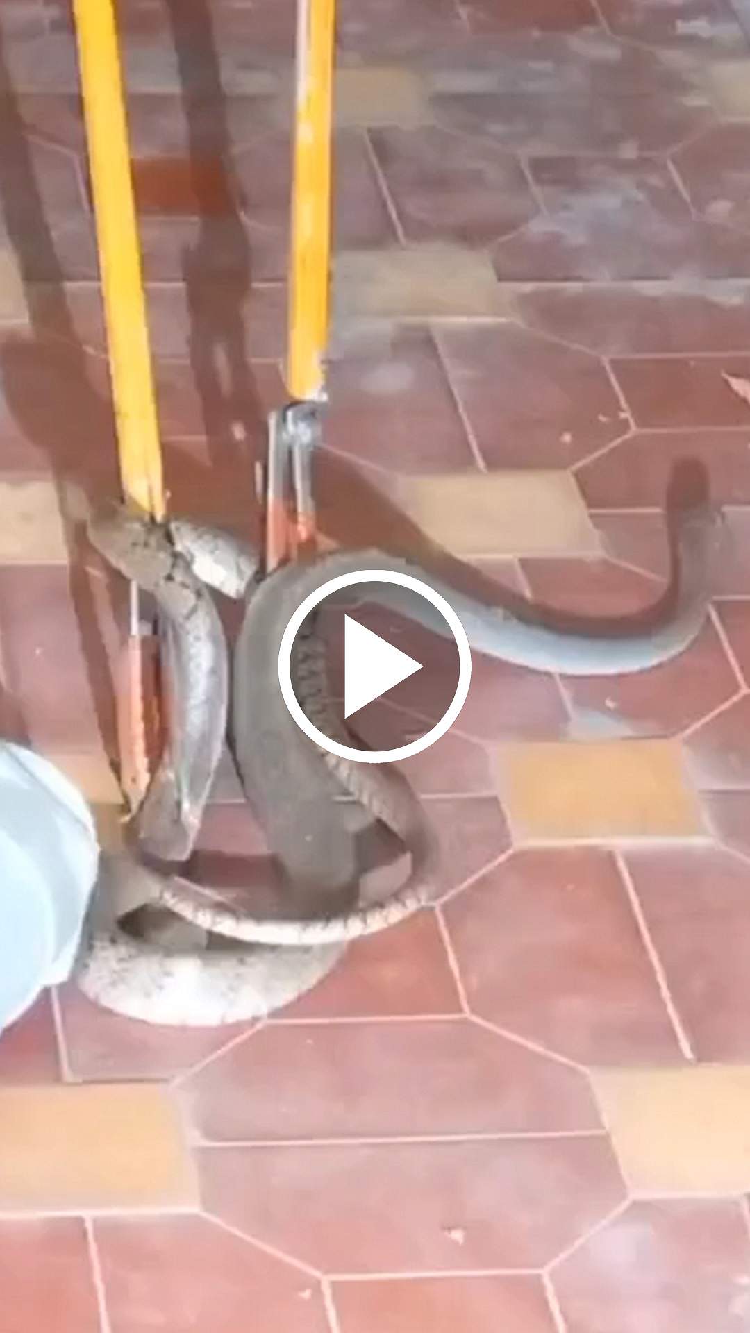 மாவட்ட ஆட்சியர் அலுவலகத்திற்குள் நுழைந்த பாம்பு! அலறி ஓடிய மக்கள்! | Vellore