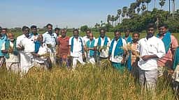 அரியலூா்: அறிவிக்கப்படாத மின்வெட்டால் குறுவைப் பயிா்கள் பாதிப்பு! விவசாயிகள் கவலை!