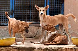பல்லடத்தில் விஷம் வைத்து 3 தெருநாய்கள் கொலை