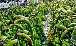 பரமத்தி வேலூரில் வாழைத் தாா்களின் விலை சரிவு