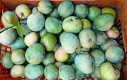 வேதாரண்யம்: விலையில்லாமல் வீணாகும் மாம்பழங்கள்! அரசு கொள்முதல் செய்யுமா?