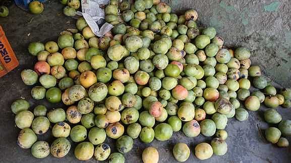 அறுவடை செய்யப்பட்ட செந்தூரா ரக மாம்பழங்கள்.