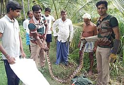 விவசாய நிலத்தில் புகுந்த
10 அடி மலைப்பாம்பு மீட்பு