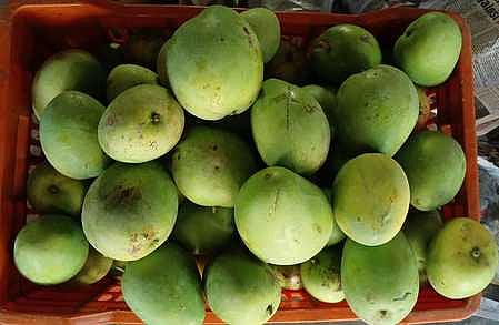 அறுவடை செய்யப்பட்ட செந்தூரா ரக மாம்பழங்கள்.