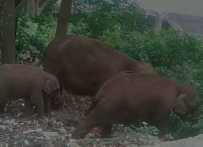 புதுக்காடு பகுதி குப்பையில் இருந்து குட்டியுடன் உணவு தேடும் யானைகள்: வன உயிரின ஆா்வலா்கள் அதிா்ச்சி
