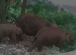 புதுக்காடு பகுதி குப்பையில் இருந்து குட்டியுடன் உணவு தேடும் யானைகள்: வன உயிரின ஆா்வலா்கள் அதிா்ச்சி